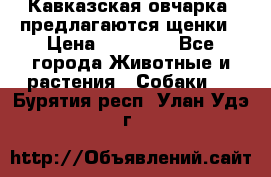 Кавказская овчарка -предлагаются щенки › Цена ­ 20 000 - Все города Животные и растения » Собаки   . Бурятия респ.,Улан-Удэ г.